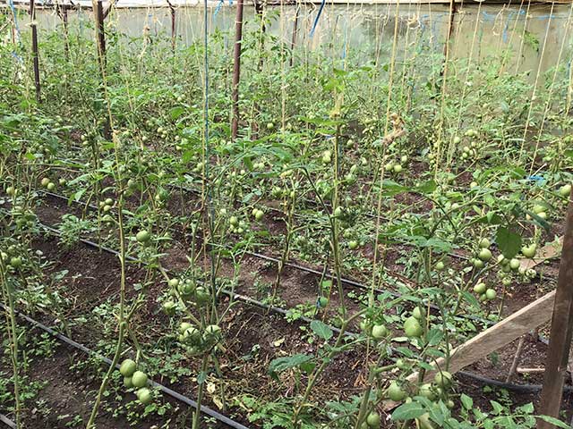 sfsfarmtomatoes